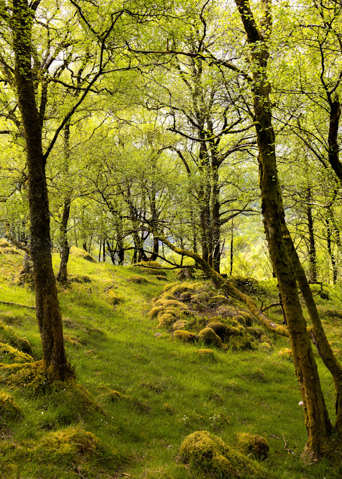  Ben A’an forest glen, Trossach, Scotland | Landscape Photography | Tim Truby 