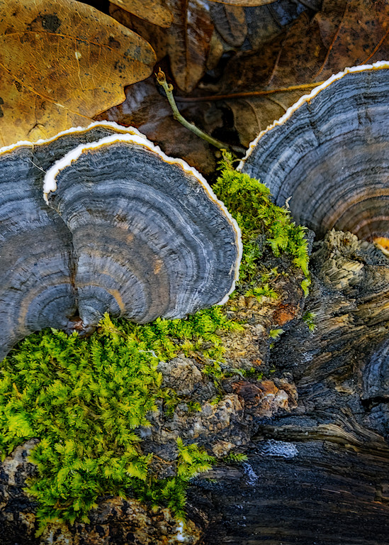 Moss And Shrooms 2 Photography Art | J-M Artography