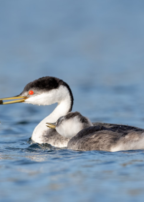 Western Grebe With Chick  Photography Art | Tom Ingram Photography
