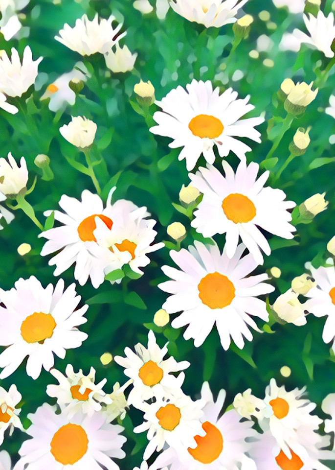 Daisy  Art | Dave Fox Studios