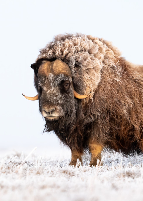 Muskox On A Cold Fall Day In The Arctic Photography Art | Tom Ingram Photography