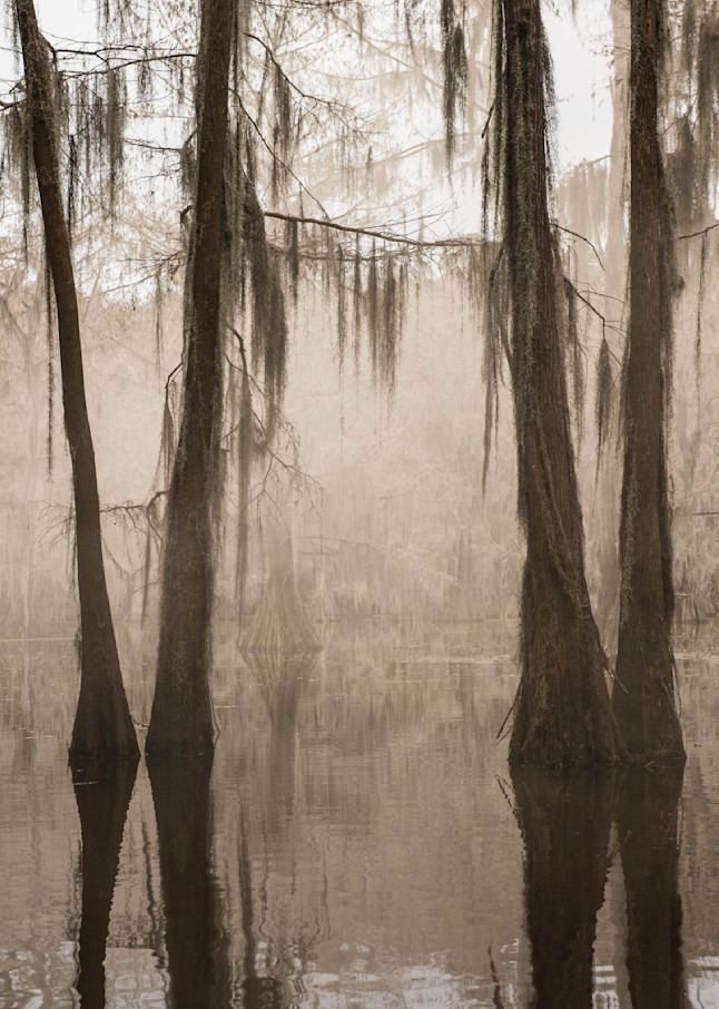 Swampy Reflections