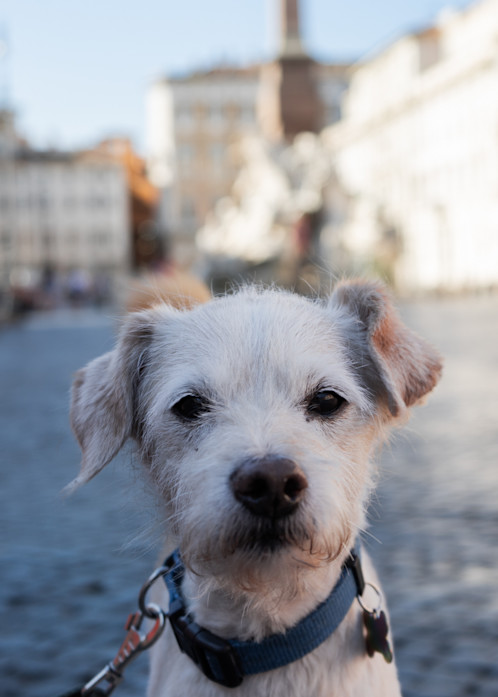 A small white dog, poses for a picture in a dog park, in Rome, Italy. 