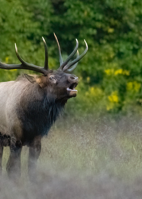 The Calling - Bull Elk Bugles Print