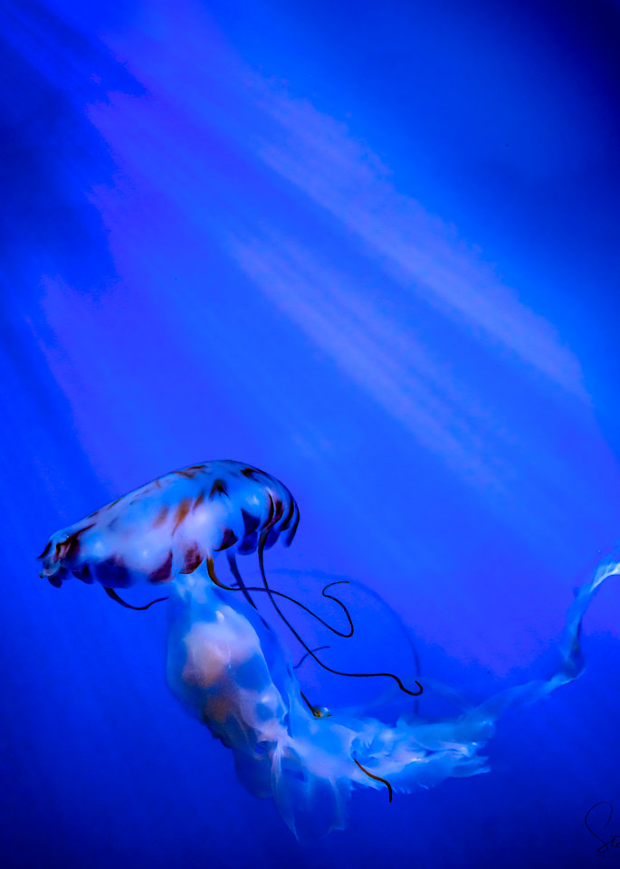 Deep Swim  Art | Gaymon Studios