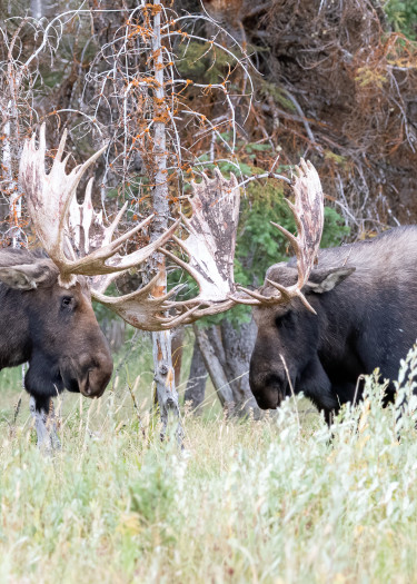 Shoshone And Hoback Sparring, Grand Teton National Park Photography Art | Tom Ingram Photography