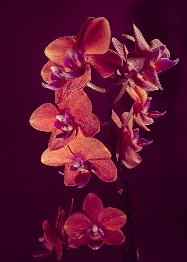 Portrait Of An Orchid