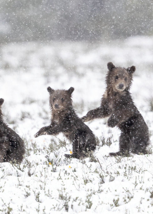 399 Grizzly Cubs  Photography Art | Tom Ingram Photography