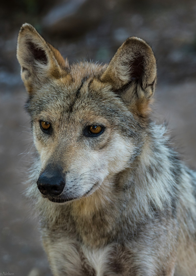 Mexican Wolf Photography Art | johnnelson