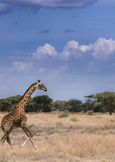 Giraffe On The Serengeti Photography Art | johnnelson
