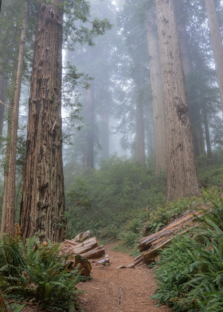 Damnation Creek Redwoods Photography Art | Amber Favorite Photography