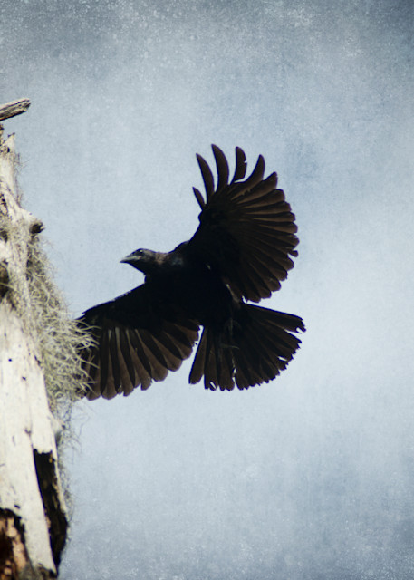 Crow  Photography Art | Lori Ballard Photography