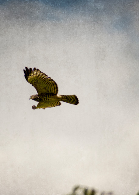 Red Tailed Hawk In Flight Photography Art | Lori Ballard Photography