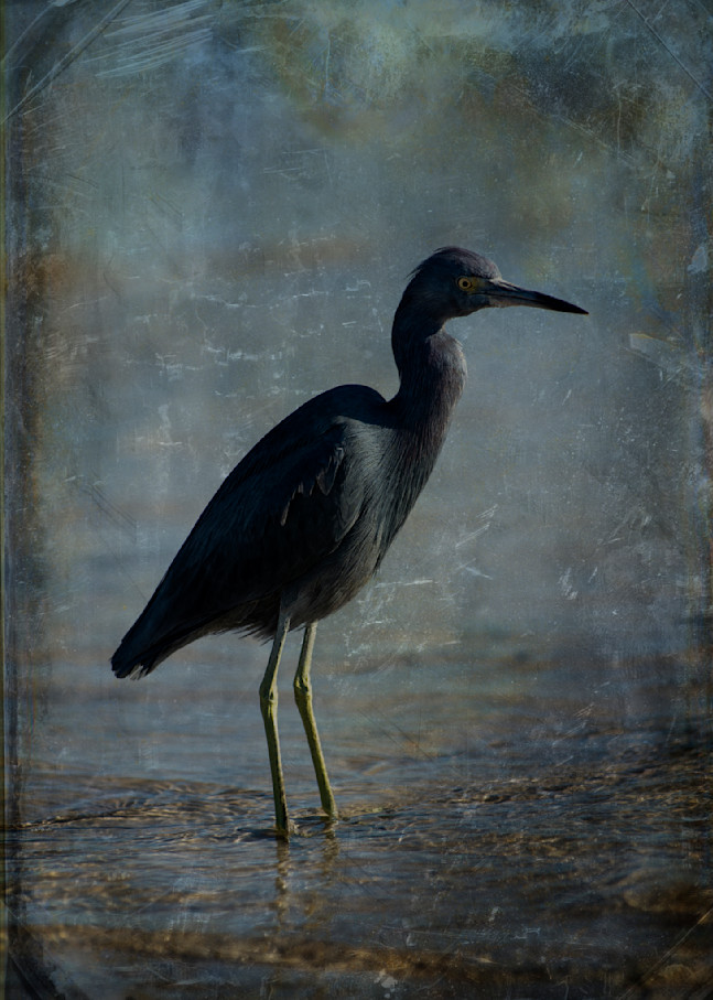 Little Blue Heron 01 Photography Art | Lori Ballard Photography