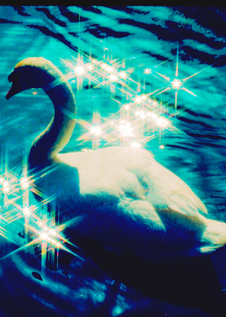 "Fairytale Swan" Photography Art | Sammy Davis Fine Art Photography