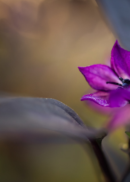 A beautiful image of a purple ornamental pepper