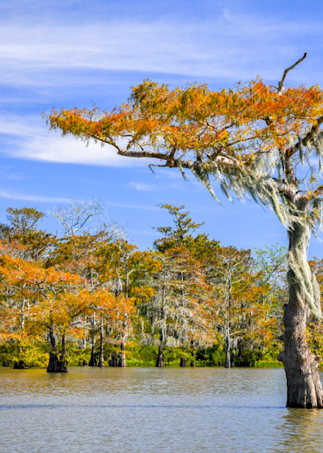 Spirit of the Swamp — Louisiana swamp photography print