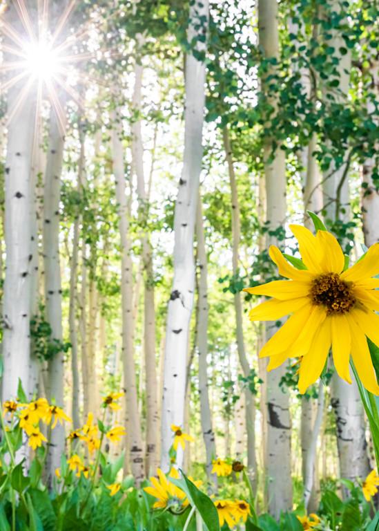 Sunflower Sunburst. Crested Butte, Colorado Photography Art | Kelley Dallas Photography