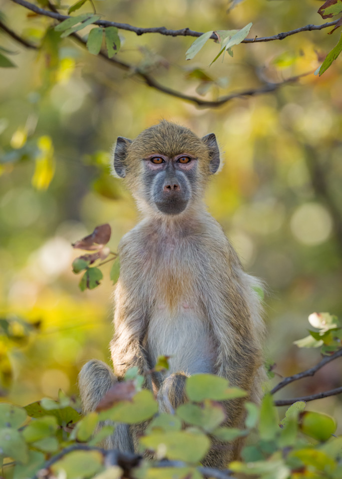 Young Forest Baboon Art | Terrie Gray Photography LLC