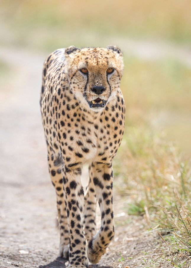 Walking Cheetah Art | Terrie Gray Photography LLC