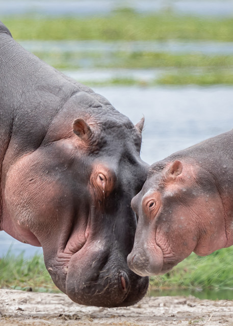 Happy Hippos Art | Terrie Gray Photography LLC