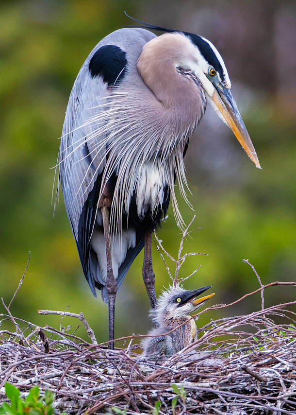 Mommy And Me   Great Blue Heron Photography Art | Deb Ward Photography