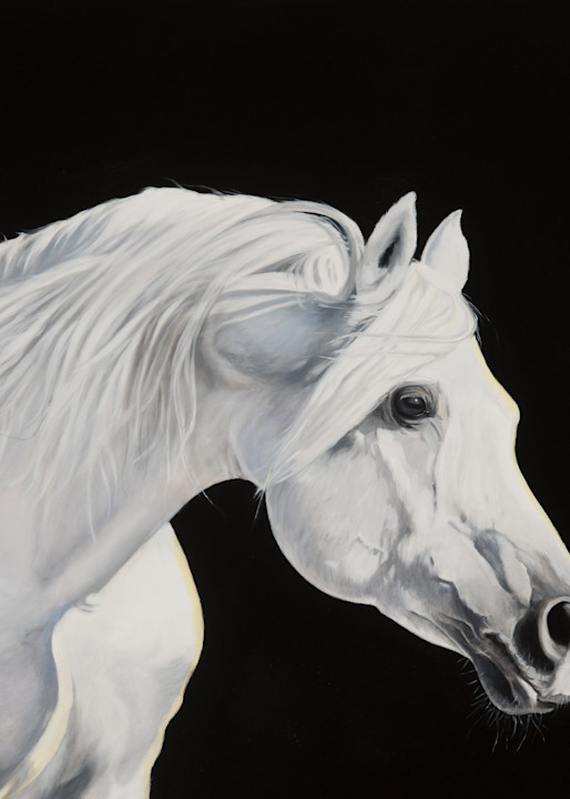 White Horse On Black Art | Dawn Taft
