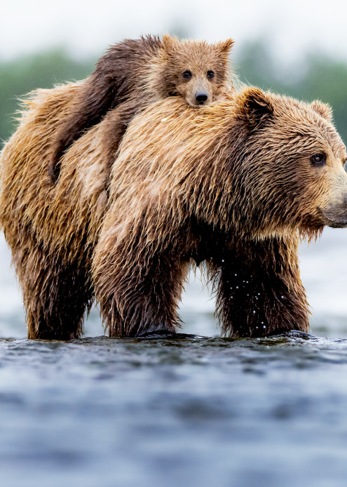 Alaskan brown Bear and Bear Cub Fishing Wildlife Photography