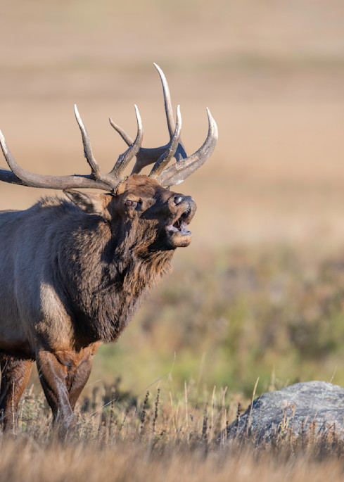 Rocky Mountain Elk, Rocky Mountain National Park  Photography Art | Tom Ingram Photography