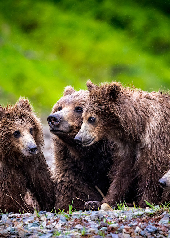 Family Rest  Brown Bear Family Photography Art | Colorado Born Images 
