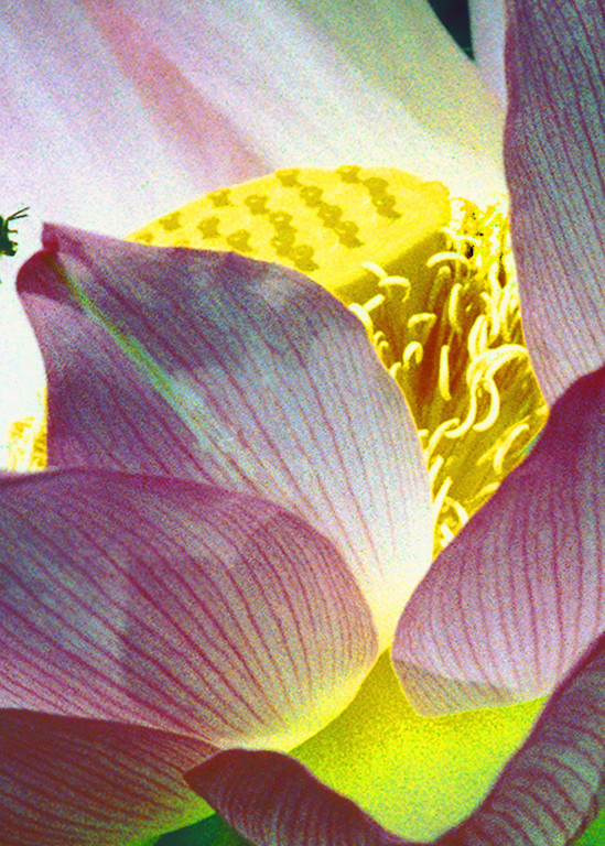 Lotus And Bee Photography Art | Art Beyond Control