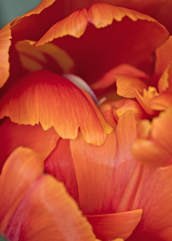 Cindy Karchner Photography - Tulip