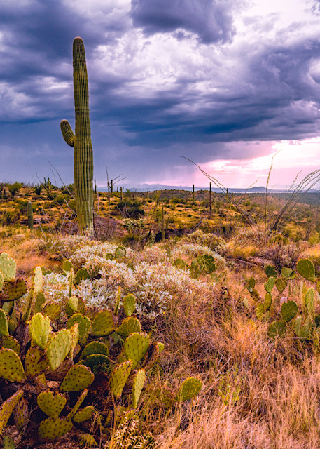 Clouds Over Saguaro National Park Photography Art | Patricia Claire Photography