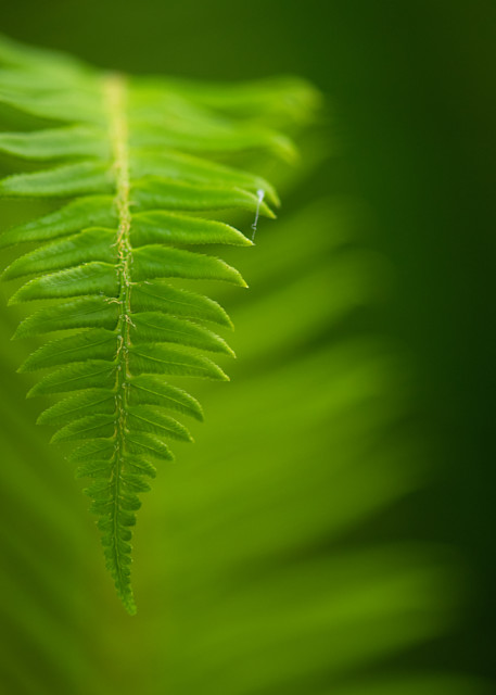 Graceful Fern Photograph - By Sally Halvorsen.  Prints available on Canvas, Metal, and more