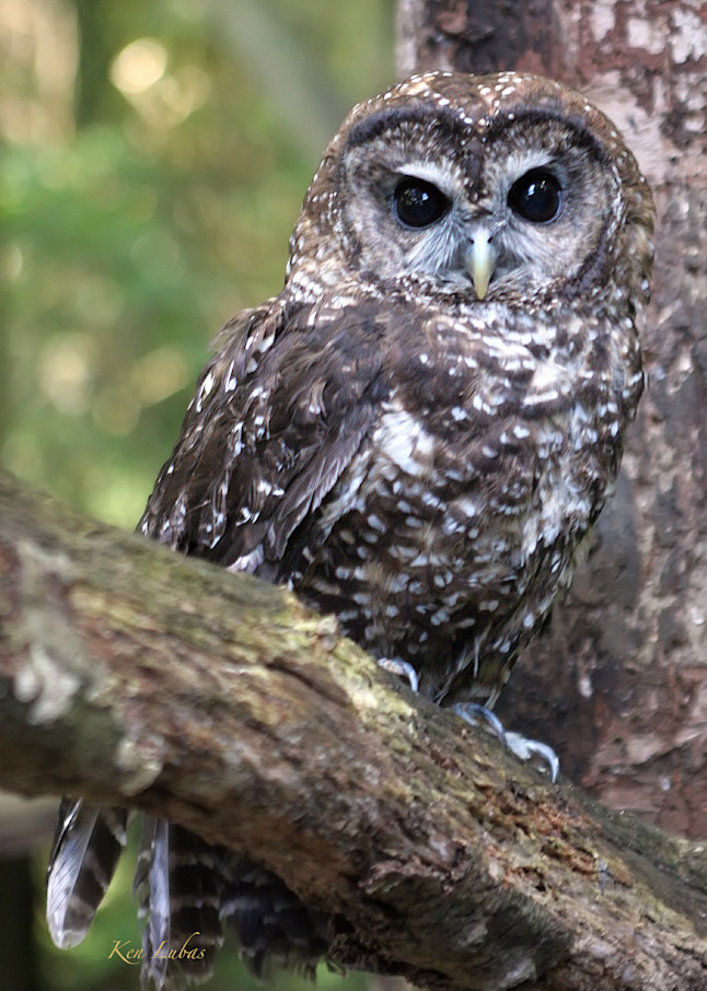 Spotted Owl Photography Art | Art Beyond Control