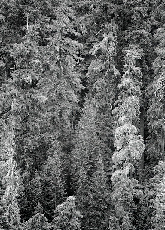 Hillside Forest, Washington, 2022