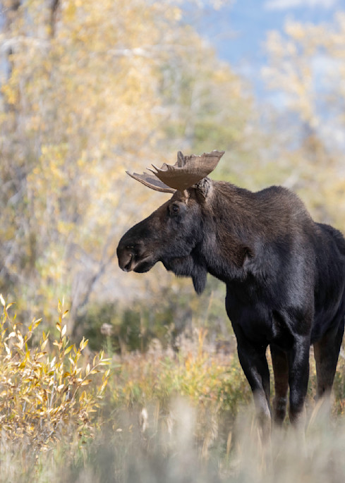 Bull Moose Dreaming Of Next Spring When He Might Be Old Enough For The Ladies, Grand Teton National Park Photography Art | Tom Ingram Photography