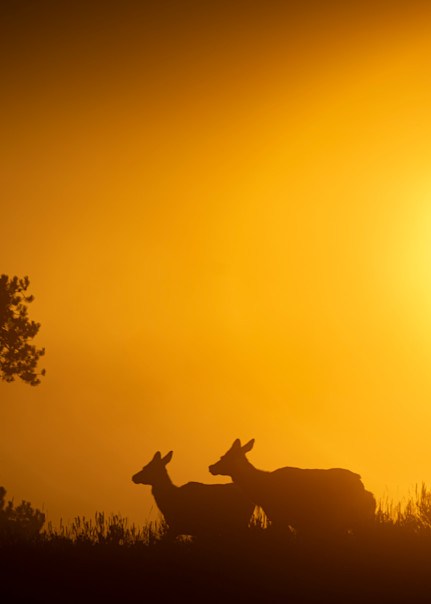 Ag Fog. Sunrise. Elk. Art | Open Range Images