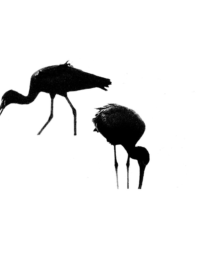 Shorebirds In Silhouette Art | Ken Evans Fine Art Photography