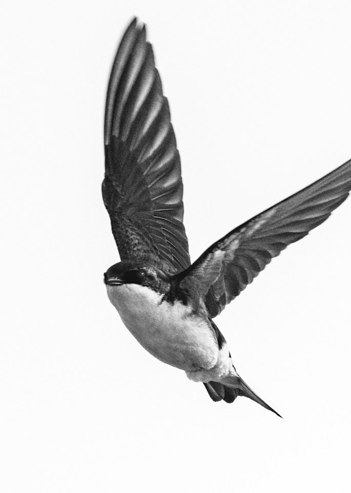 Tree Swallow Iii Art | Ken Evans Fine Art Photography