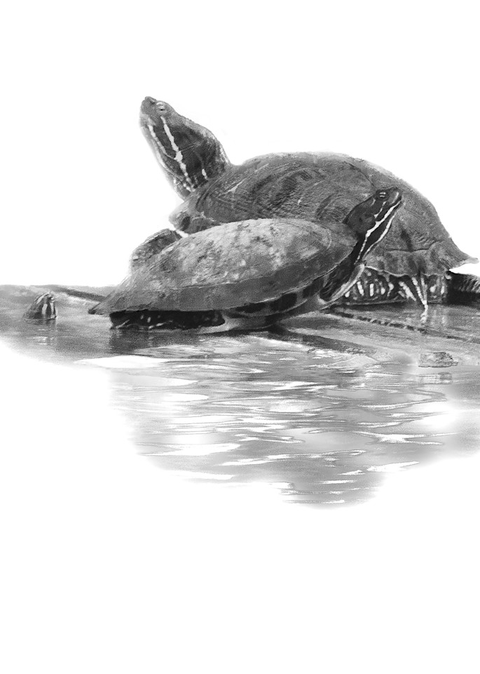 Turtle Bale Art | Ken Evans Fine Art Photography