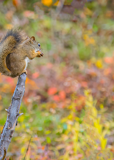 Squirrel1 Photography Art | Kelly Foreman Photography
