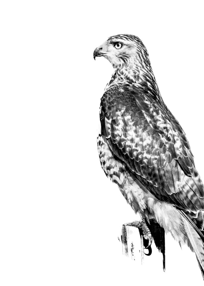 Red Tail Hawk Art | Ken Evans Fine Art Photography