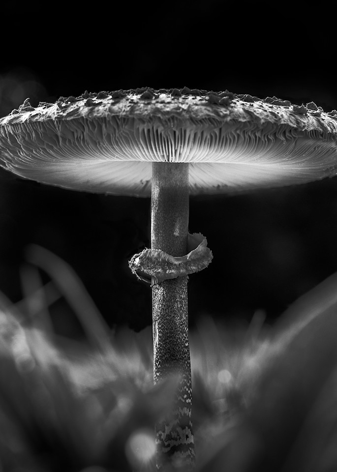 Fungi   Study4 Art | Roy Fraser Photographer