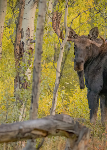 Shop Bull Moose Photos for Print from Jefferson Colorado. 