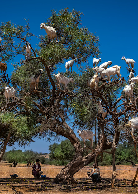 Goats In Trees, Morocco Photography Art | Rick Vyrostko Photography