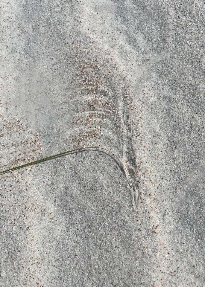 Dune Grass Heart Art | Artist Rachel Goldsmith, LLC