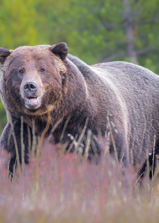 Huge Male Grizzly Bear II