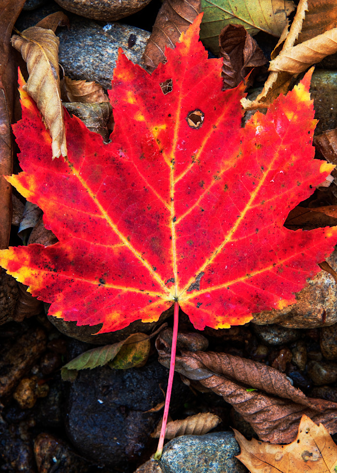Fallen Maple — Autumn colors fine-art photography prints