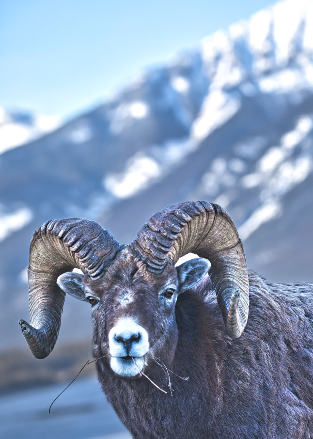 Rocky Mtn Old Ram W Mtn Background Art | URSUS NATURE PHOTOGRAPHY